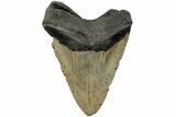 Fossil Megalodon Tooth - North Carolina #223628-2